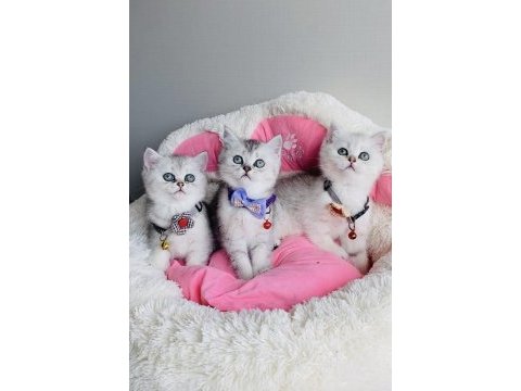 Show kalite silver british shorthair bebekleirm 