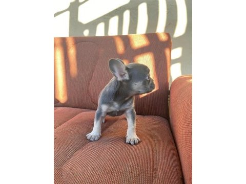 Blue-tan french bulldog puppy