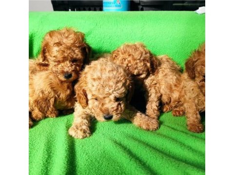 Safkan anne babadan gerçek toy ve korean poodle bebekler