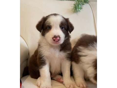 Evinizin neşesi border collie yavrular kapıda ödeme