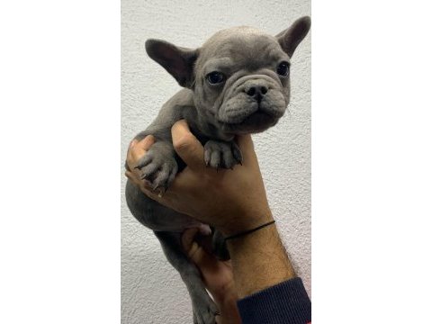 Güzeller güzeli french bulldog bebeklerimiz
