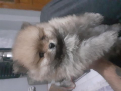Pomeranian boo 2 aylık