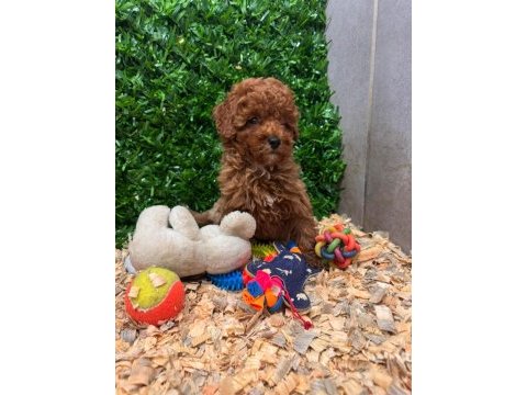 Ruhsatlı çiftliğimiz burkemden yılbaşı şekeri poodle