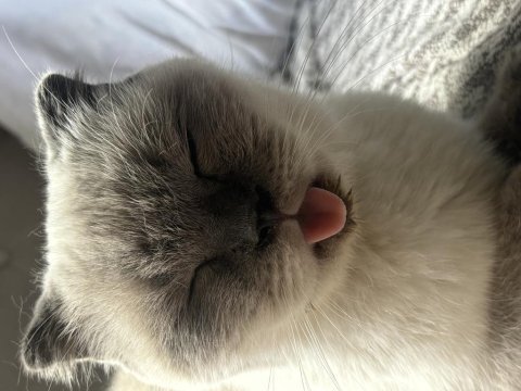 Ücretsiz 2 yaşında dişi scottish fold