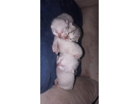 British shorthair blue point bebeklerim