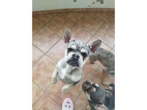 Ücretsiz sahiplendirme french bulldog