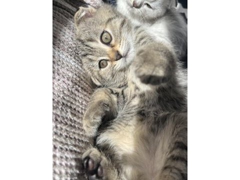 Yavru scottish fold kedimiz