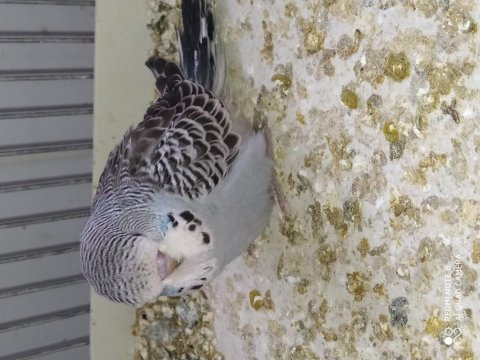Sahiplendirme muhabbet kuşları