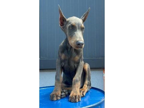 Blue doberman özel seri estetikli