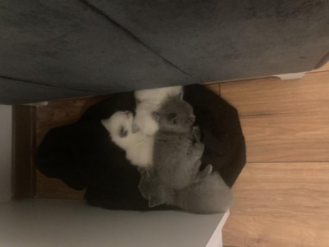 1 aylık british shorthair yavrularım