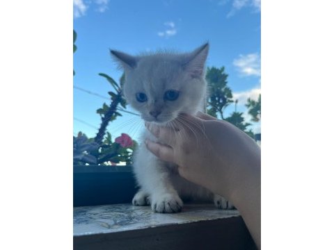 Kuru mama ve tuvalet eğitimli british shorthair