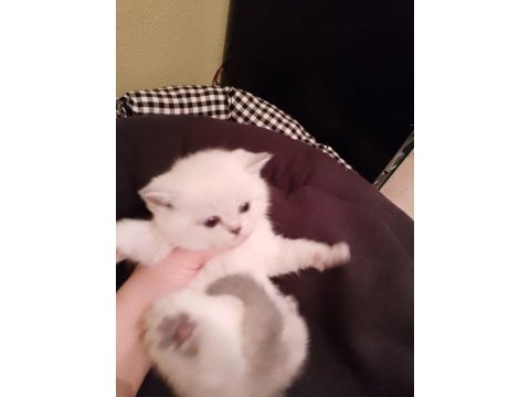 Çok tatlı safkan blue point british shorthair yavrumuz
