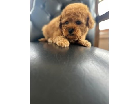 Poodle yavrum