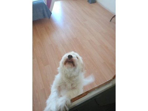 Ücretsiz maltese terrier