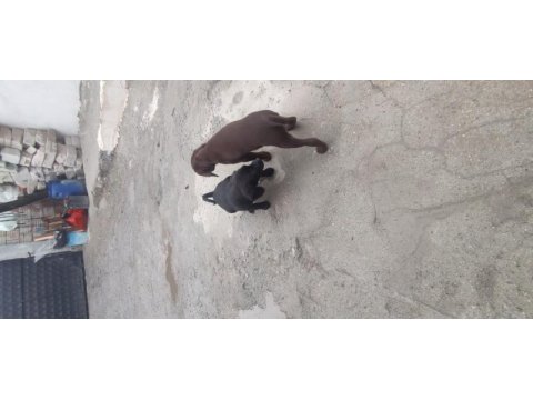 Safkan rus finoları takım dişi erkek kızıl ve siyah