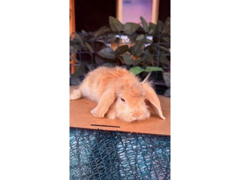 Hollanda lop ve cüce tavşan yavrular