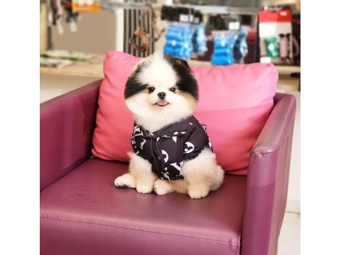 Efsane erkek pomeranian türkiyede tek!