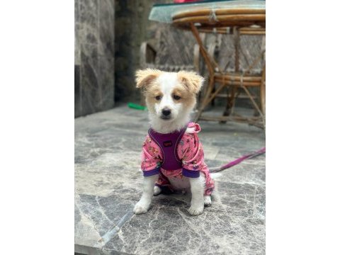 4 aylık havanese terrier