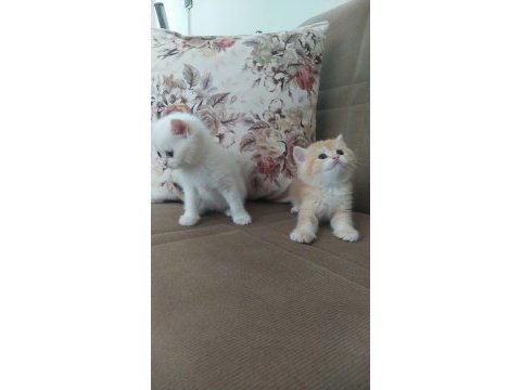 Safkan scrli british shorthair