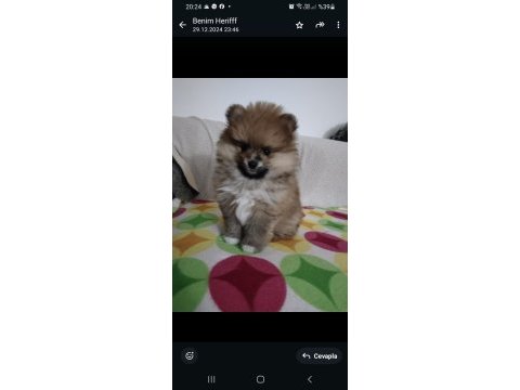 Chanel isimli pomeranian kızımıza yuva arıyorum