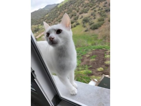 1 yaşında ankara kedisi ücretsiz sahiplendirme