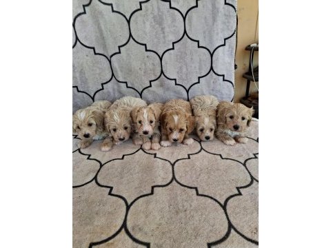 A kalite sağlıklı orjinal maltipoo