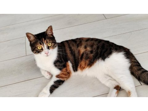 Sıcak yuvasını arayan minnoşlar