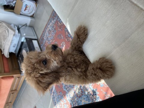 3 aylık yavru toy poodle