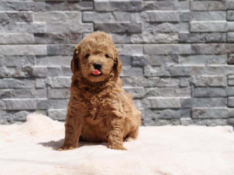 F1b goldendoodle yavrular