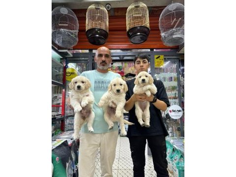 Safkan ayı surat golden retriever yavrularım