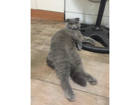 8 aylık dişi scottish fold kırık kulak kedime yuva