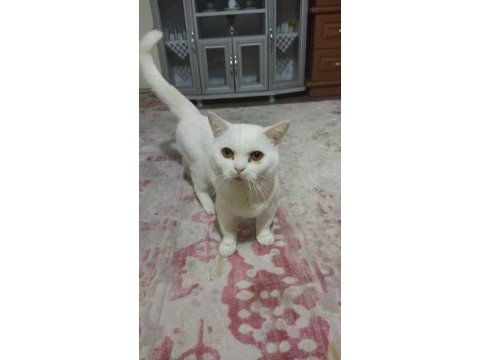 Beyaz renkli british shorthair