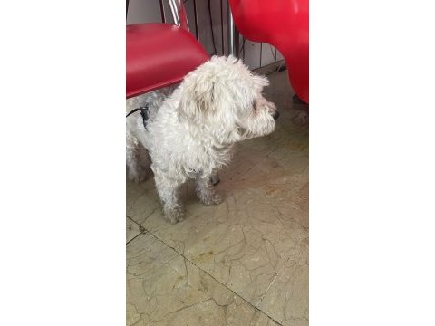 Ücretsiz sahiplendirme köpeğimiz