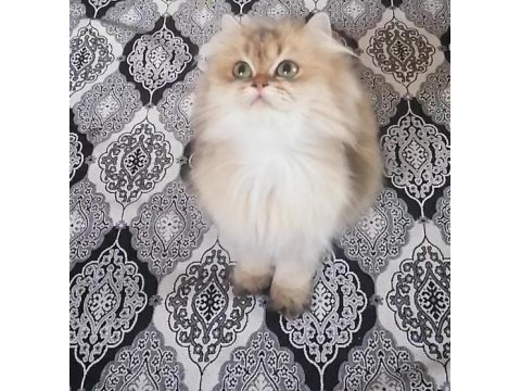 Golden british longhair ny 12 dişi