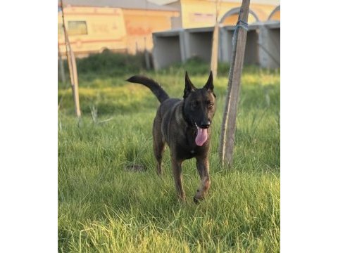Belçika malinois yavrular