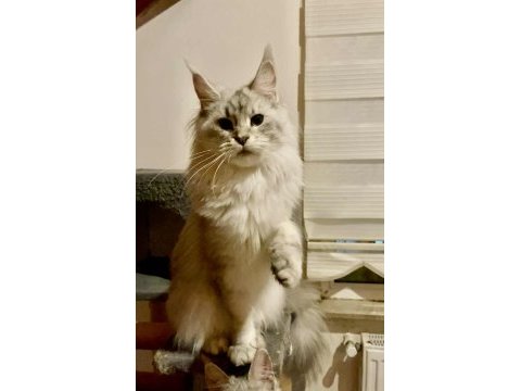 Maine coon yavrular hazır