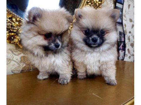 Pomeranian boo yavru 1 buçuk aylık