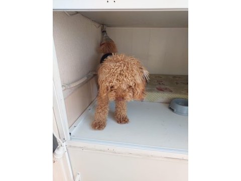 11 aylık erkek poodle