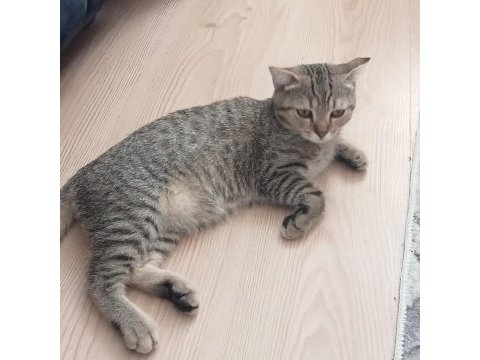 Canım dişi kedimize sıcacık bir yuva