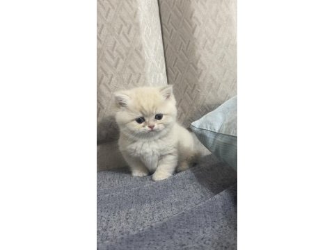 British shorthair gerçek golden