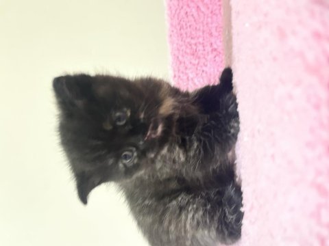 British shorthair 2 aylık erkek