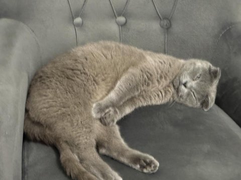 Bal gibi scottish fold kız