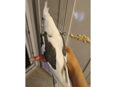Heavy kan hattına sahip white face sultan papağanı