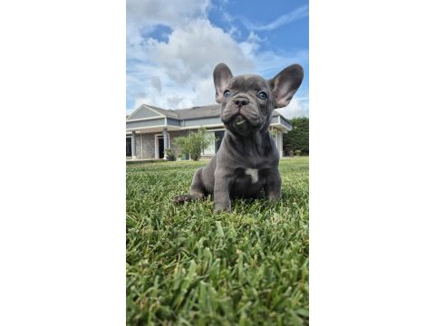 French bulldog yavruları çiftlikten 
