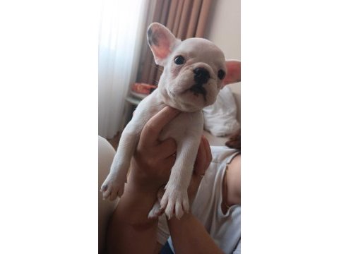 50 günlük fransız bulldog yavrularımız