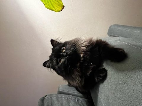 8 aylık chinchilla erkek tüm aşıları tam