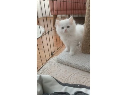 2 aylık british longhair beyaz yavrularımız
