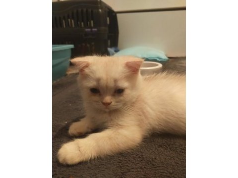 Scottish fold yavrular