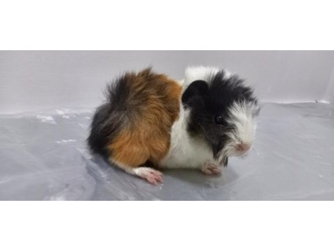Her ırk guinea pig yavrusu adrese teslim hizmetimiz vardır
