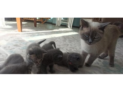 Ücretli sahiplenme british shorthair